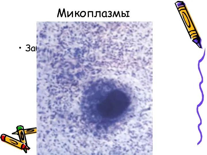 Микоплазмы Заболевания