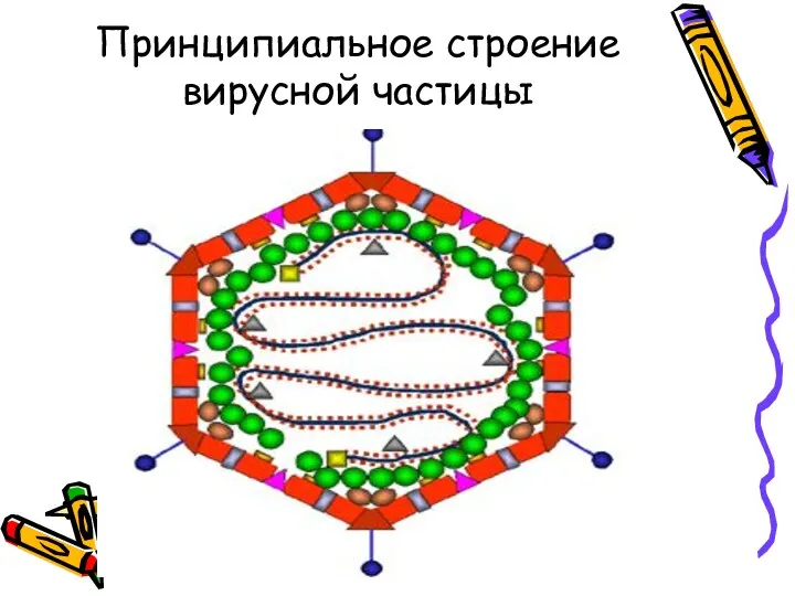 Принципиальное строение вирусной частицы
