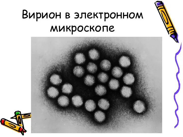 Вирион в электронном микроскопе