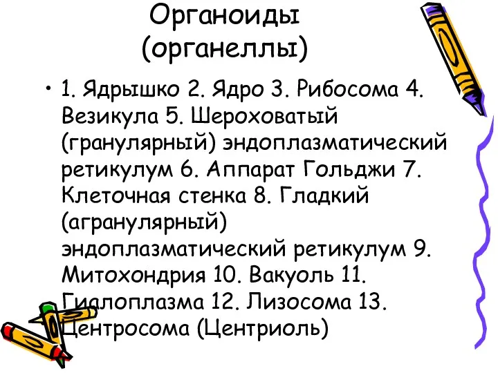 Органоиды (органеллы) 1. Ядрышко 2. Ядро 3. Рибосома 4. Везикула