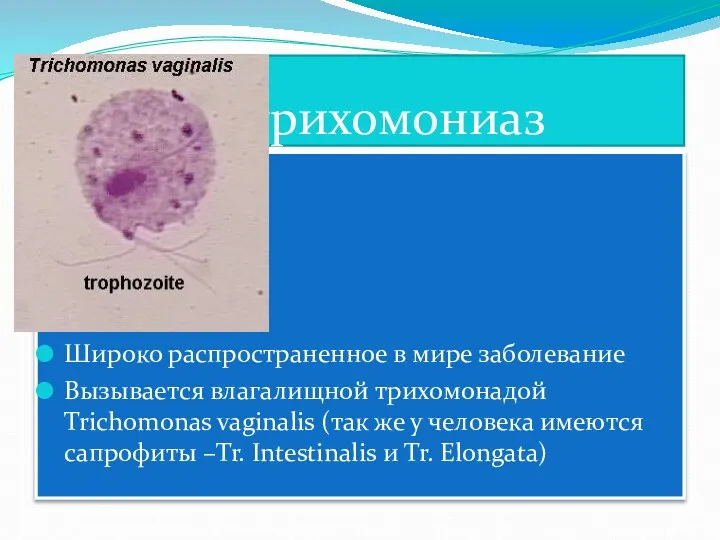 трихомониаз Широко распространенное в мире заболевание Вызывается влагалищной трихомонадой Trichomonas vaginalis (так же