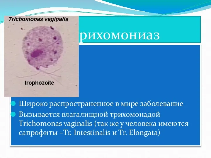 трихомониаз Широко распространенное в мире заболевание Вызывается влагалищной трихомонадой Trichomonas