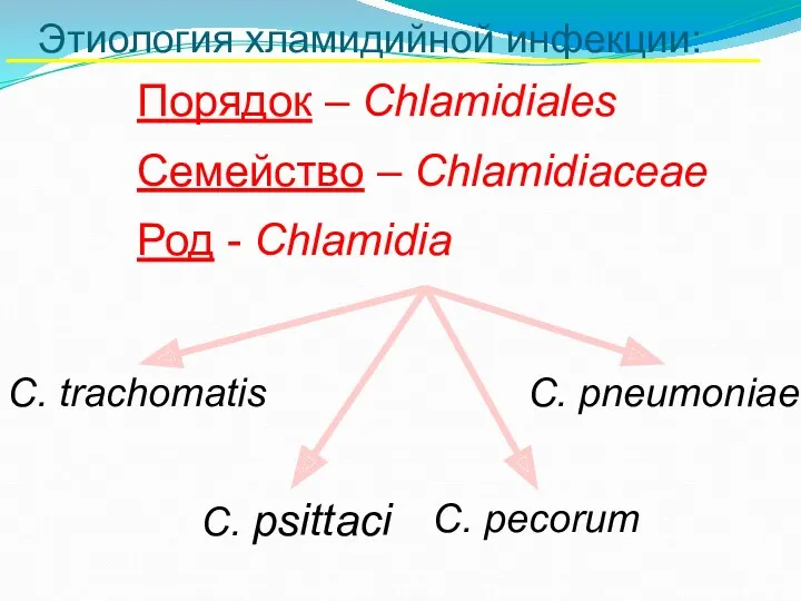 Этиология хламидийной инфекции: Порядок – Chlamidiales Семейство – Chlamidiaceae Род - Chlamidia C.