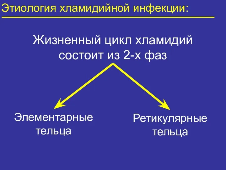 Этиология хламидийной инфекции: Жизненный цикл хламидий состоит из 2-х фаз Элементарные тельца Ретикулярные тельца