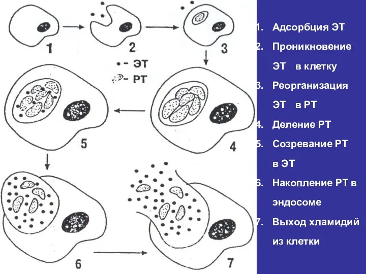 Адсорбция ЭТ Проникновение ЭТ в клетку Реорганизация ЭТ в РТ Деление РТ Созревание