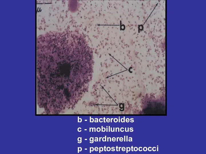 b - bacteroides c - mobiluncus g - gardnerella p - peptostreptococci