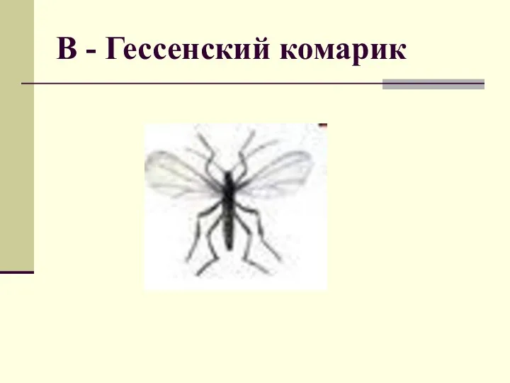 В - Гессенский комарик