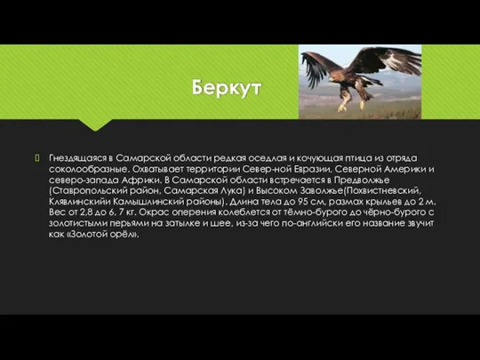 Беркут Гнездящаяся в Самарской области редкая оседлая и кочующая птица из отряда соколообразные.