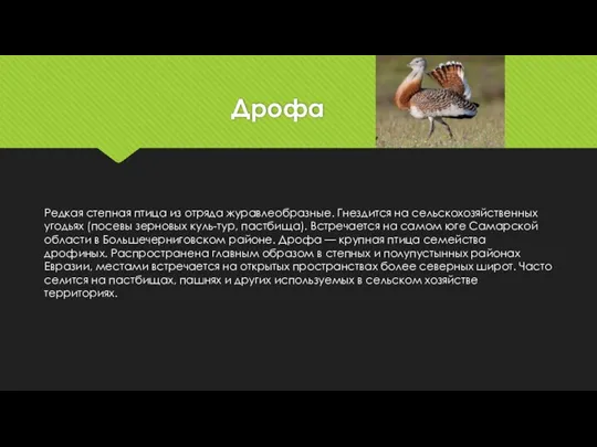 Дрофа Редкая степная птица из отряда журавлеобразные. Гнездится на сельскохозяйственных угодьях (посевы зерновых