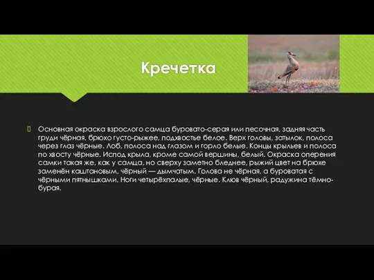 Кречетка Основная окраска взрослого самца буровато-серая или песочная, задняя часть