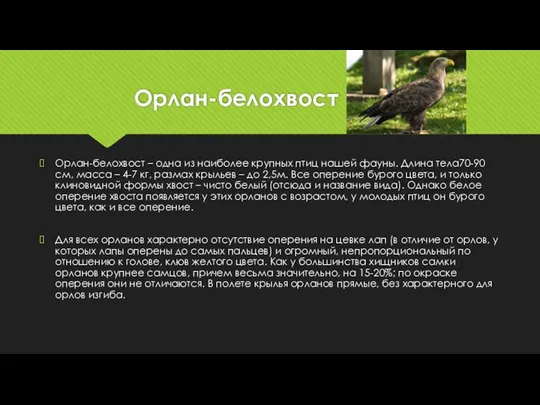 Орлан-белохвост Орлан-белохвост – одна из наиболее крупных птиц нашей фауны. Длина тела70-90 см,