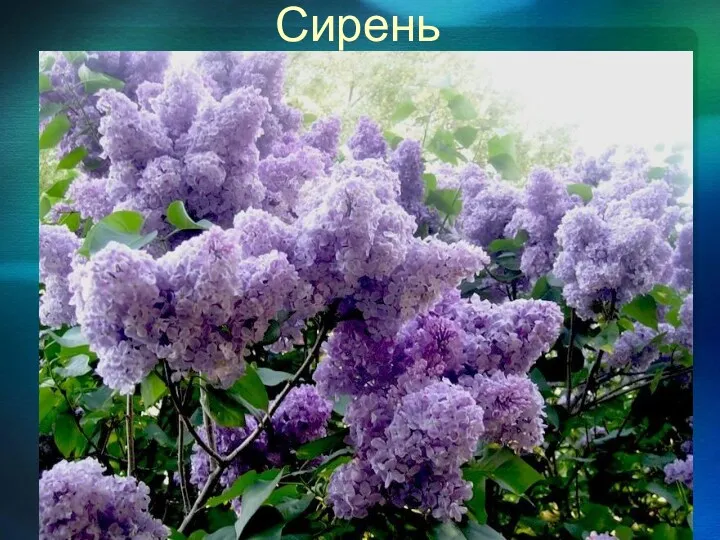 Сирень