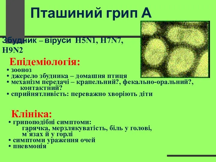 Пташиний грип А Епідеміологія: зооноз джерело збудника – домашня птиця