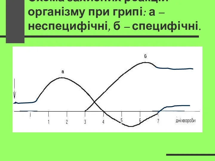 Схема захисних реакцій організму при грипі: а – неспецифічні, б – специфічні.