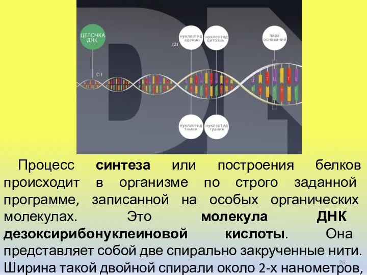 Процесс синтеза или построения белков происходит в организме по строго