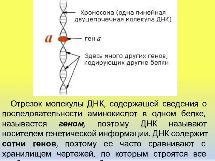 Отрезок молекулы ДНК, содержащей сведения о последовательности аминокислот в одном