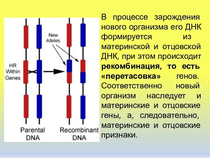 В процессе зарождения нового организма его ДНК формируется из материнской