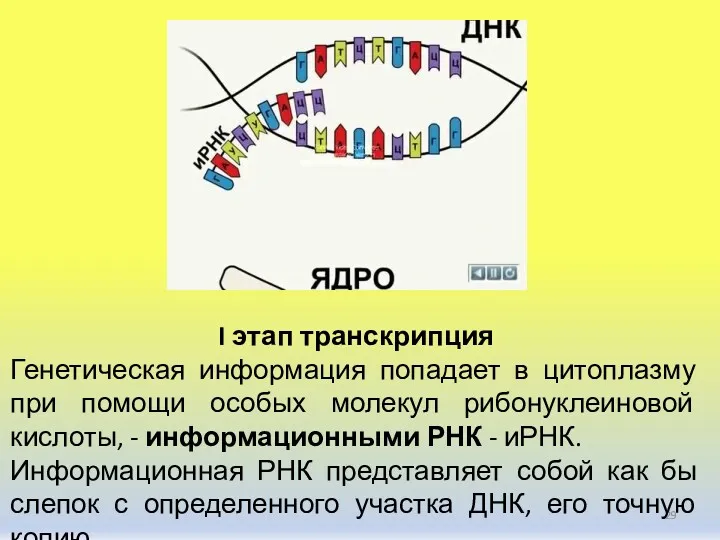 I этап транскрипция Генетическая информация попадает в цитоплазму при помощи