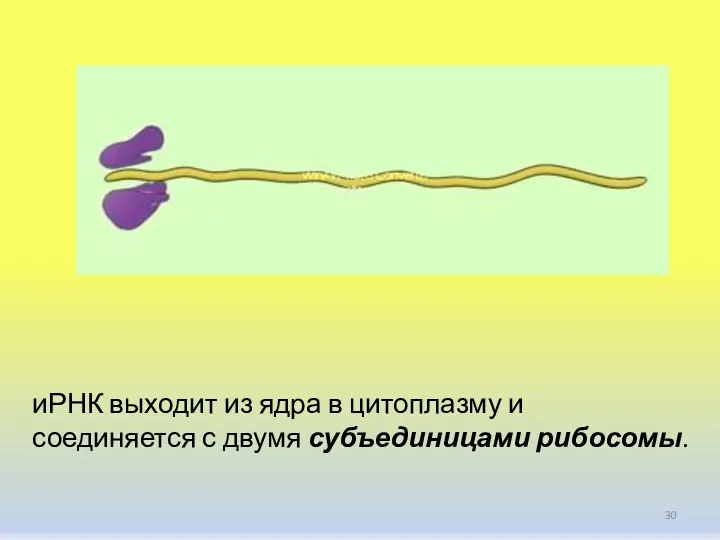 иРНК выходит из ядра в цитоплазму и соединяется с двумя субъединицами рибосомы.