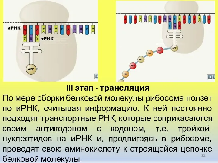 III этап - трансляция По мере сборки белковой молекулы рибосома