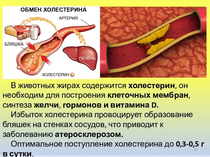 В животных жирах содержится холестерин, он необходим для построения клеточных