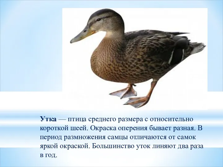 Утка — птица среднего размера с относительно короткой шеей. Окраска