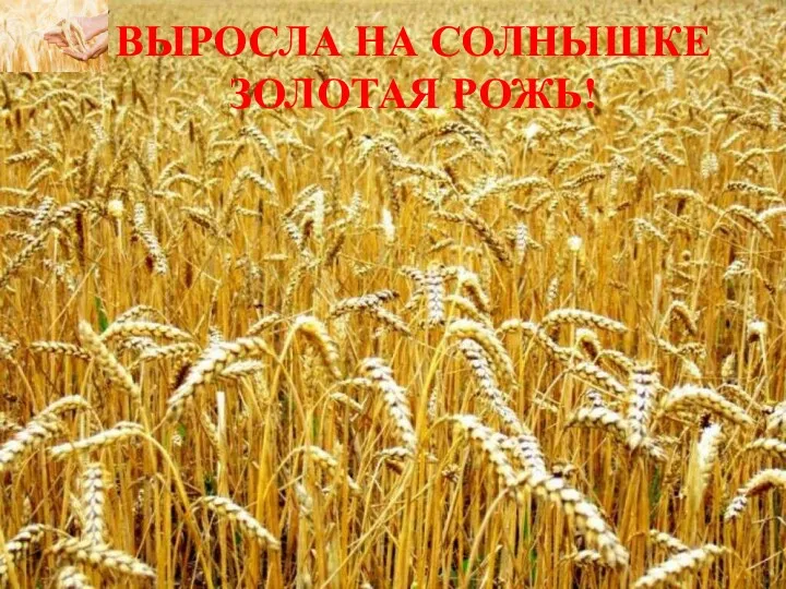 ВЫРОСЛА НА СОЛНЫШКЕ ЗОЛОТАЯ РОЖЬ!