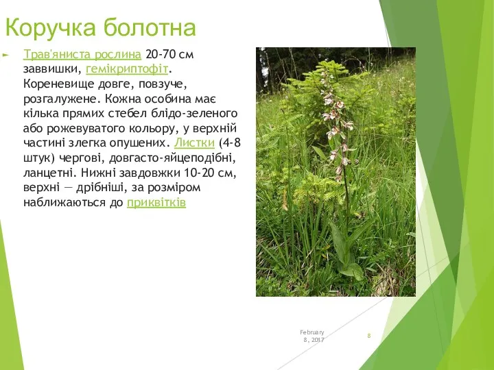 Коручка болотна Трав'яниста рослина 20-70 см заввишки, гемікриптофіт. Кореневище довге, повзуче, розгалужене. Кожна