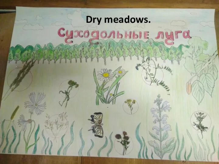 Dry meadows.