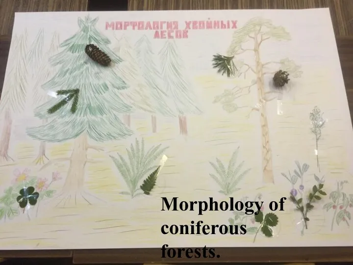 Morphology of coniferous forests.