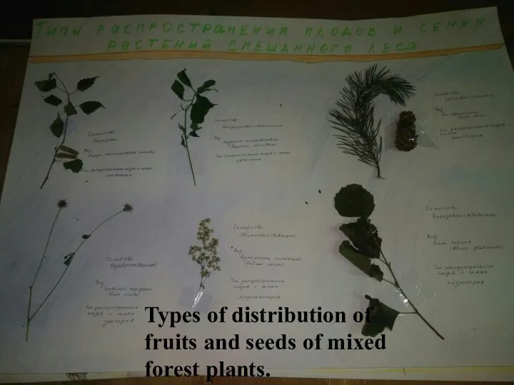 Types of distribution of fruits and seeds of mixed forest plants.