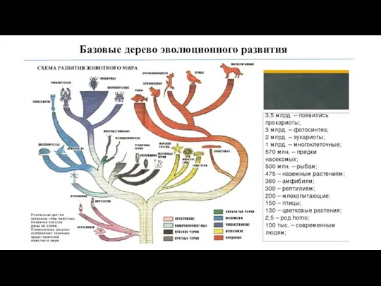 Базовые дерево эволюционного развития