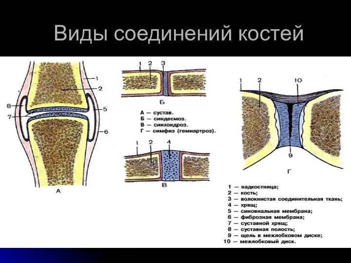 Виды соединений костей