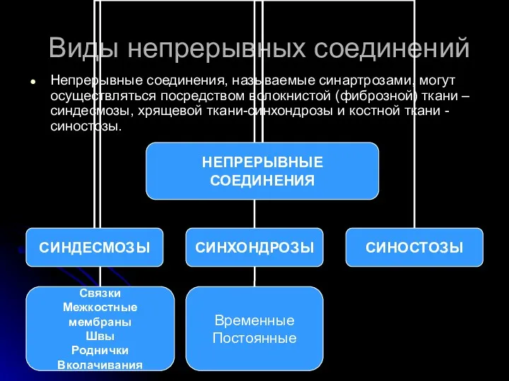 Виды непрерывных соединений Непрерывные соединения, называемые синартрозами, могут осуществляться посредством