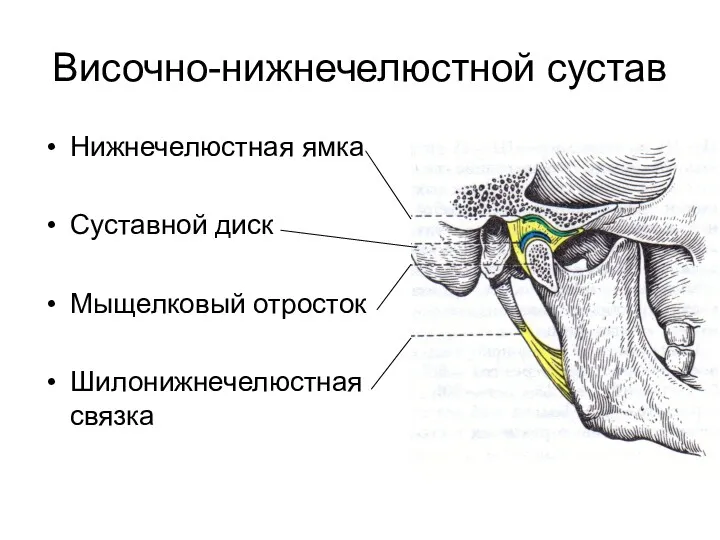 Височно-нижнечелюстной сустав Нижнечелюстная ямка Суставной диск Мыщелковый отросток Шилонижнечелюстная связка