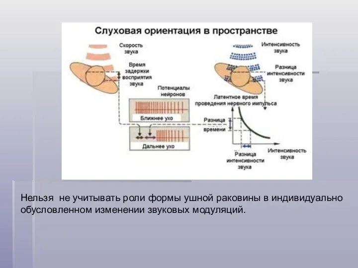 Нельзя не учитывать роли формы ушной раковины в индивидуально обусловленном изменении звуковых модуляций.