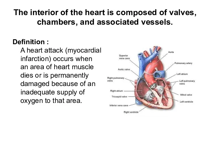 The interior of the heart is composed of valves, chambers, and associated vessels.