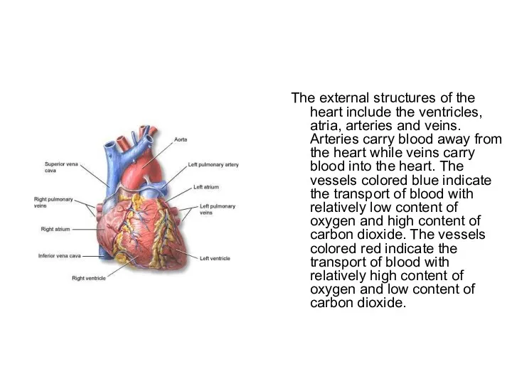 The external structures of the heart include the ventricles, atria, arteries and veins.
