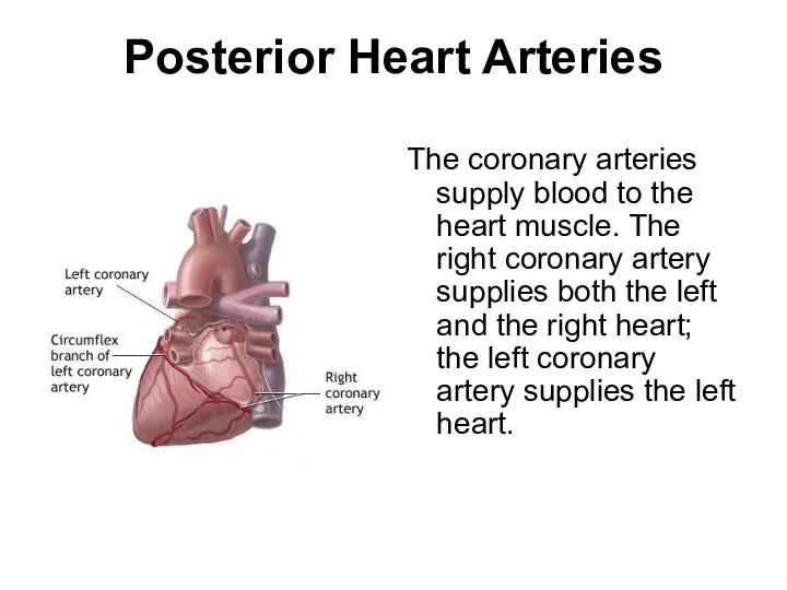 Posterior Heart Arteries The coronary arteries supply blood to the heart muscle. The