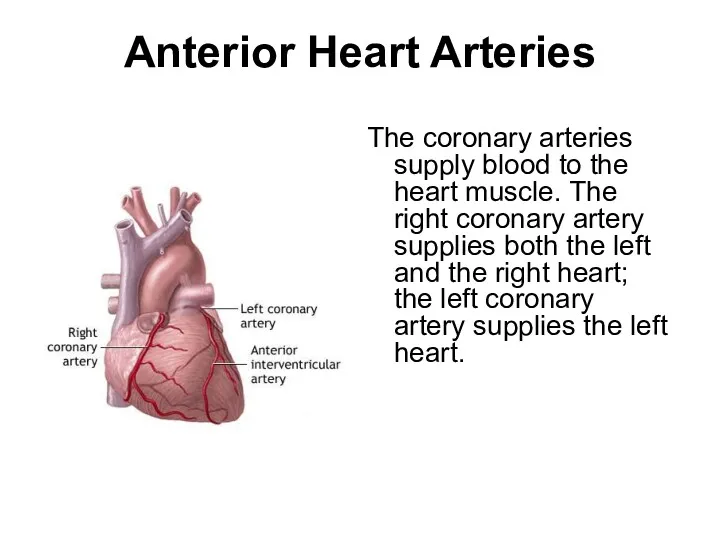 Anterior Heart Arteries The coronary arteries supply blood to the heart muscle. The