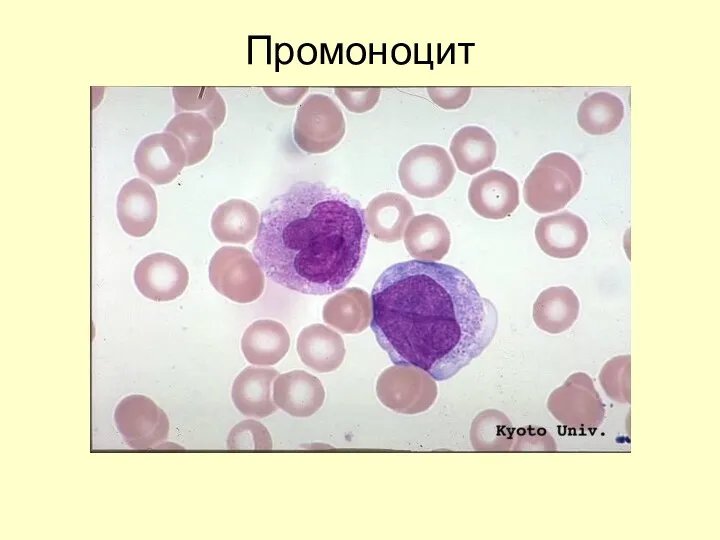 Промоноцит