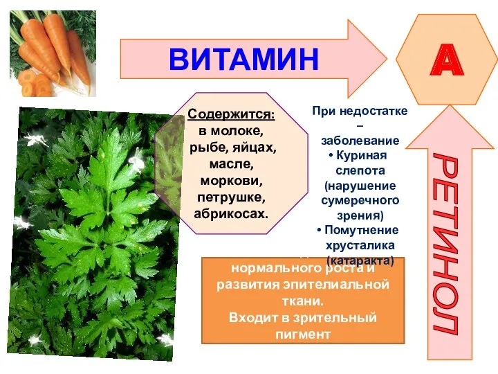 ВИТАМИН A РЕТИНОЛ Необходим для нормального роста и развития эпителиальной