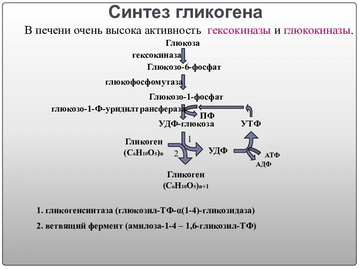 Синтез гликогена Глюкоза Глюкозо-6-фосфат Глюкозо-1-фосфат УДФ-глюкоза УДФ УТФ Гликоген (С6Н10О5)n Гликоген (С6Н10О5)n+1 ПФ