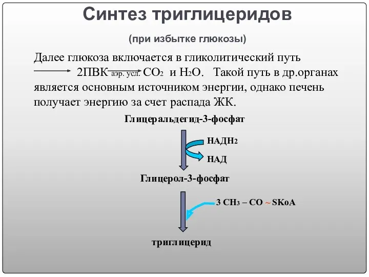 Синтез триглицеридов (при избытке глюкозы) Далее глюкоза включается в гликолитический