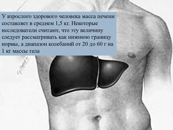 У взрослого здорового человека масса печени составляет в среднем 1,5 кг. Некоторые исследователи