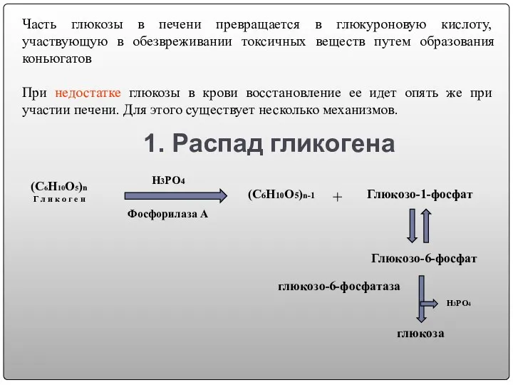 1. Распад гликогена Часть глюкозы в печени превращается в глюкуроновую