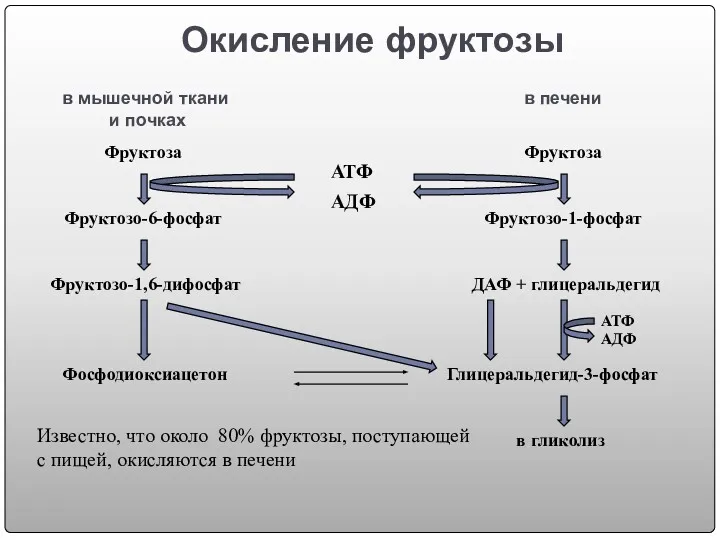 Окисление фруктозы Фруктоза Фруктозо-6-фосфат Фруктозо-1,6-дифосфат Фруктоза Фруктозо-1-фосфат ДАФ + глицеральдегид