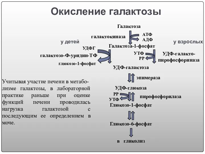 Окисление галактозы Учитывая участие печени в метабо- лизме галактозы, в