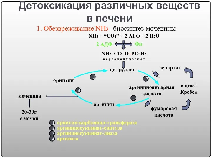 Детоксикация различных веществ в печени - биосинтез мочевины NH3 + “CO2” + 2