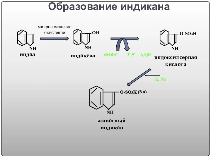 Образование индикана индоксил индол индоксилсерная кислота NH О-SO3K животный индикан